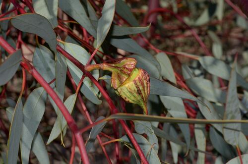 Ooldea Mallee (Eucalyptus youngiana)