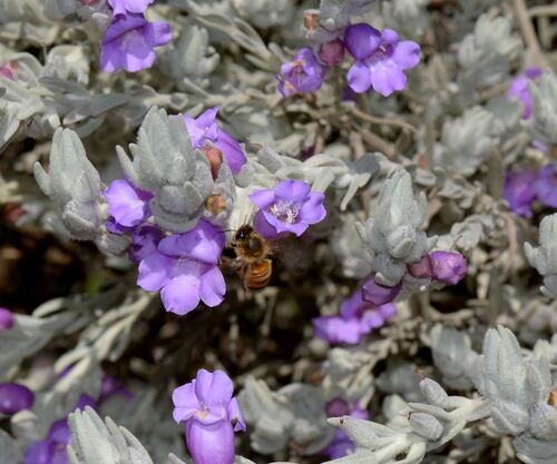 Silky Eremophila (Eremophila nivea)