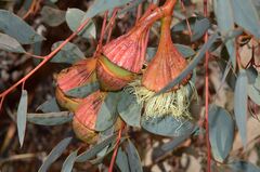 Eucalyptus pyriformis, photograph (c) James (Jim) Duggan, some rights reserved (CC BY-SA)