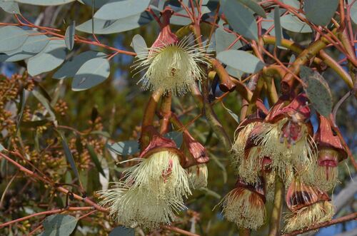 Pear-fruited Mallee (Eucalyptus pyriformis)