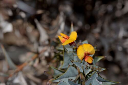 Bullock Poison (Gastrolobium trilobum)