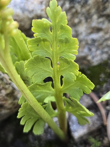 northwestern moonwort (Botrychium pinnatum)