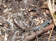 Cormocephalus esulcatus