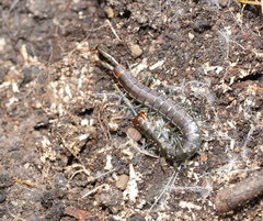 Cormocephalus esulcatus