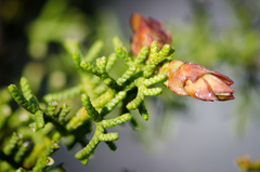 Cupressus pygmaea