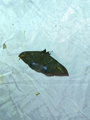 Ischyja ferrifracta
