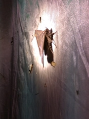 Ischyja ferrifracta