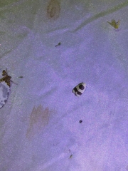 Garudinia bimaculata