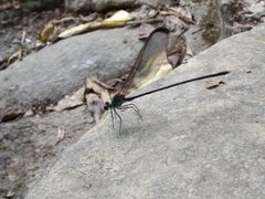 Psolodesmus mandarinus dorothea