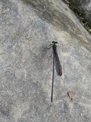 Psolodesmus mandarinus dorothea