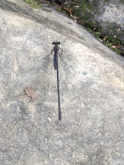Psolodesmus mandarinus dorothea
