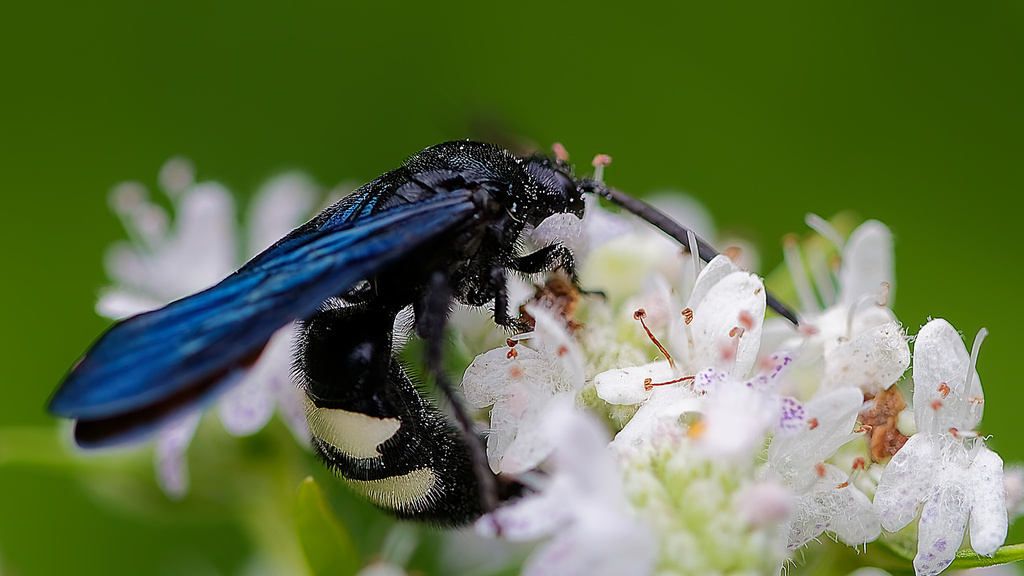 Double-banded Scoliid Wasp