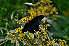 Papilio bianor thrasymedes