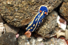 Hypselodoris festiva