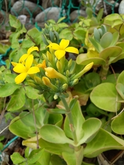 Kalanchoe integra