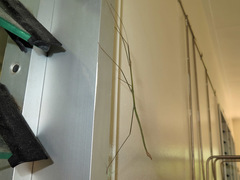 Austrocarausius nigropunctatus