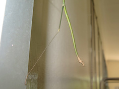 Austrocarausius nigropunctatus