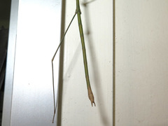 Austrocarausius nigropunctatus