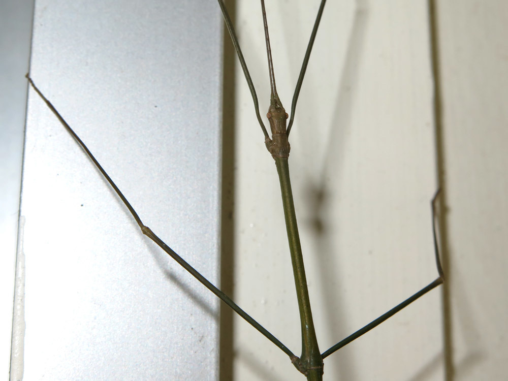 Austrocarausius nigropunctatus
