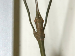 Austrocarausius nigropunctatus