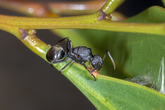 Polyrhachis phryne