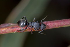 Polyrhachis phryne