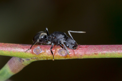 Polyrhachis phryne