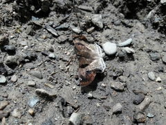 Odontoptilum angulata