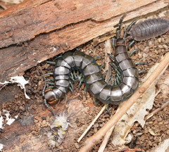 Cormocephalus esulcatus