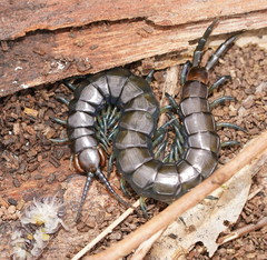 Cormocephalus esulcatus