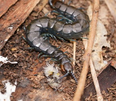 Cormocephalus esulcatus