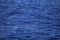 Puffinus assimilis kermadecensis