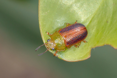 Calomela satelles