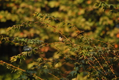 Poecile palustris