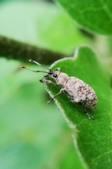 Myllocerina