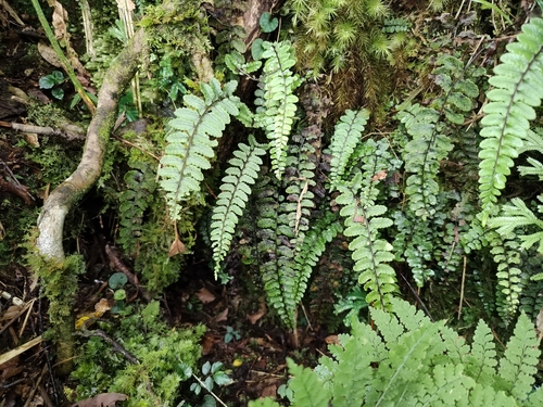 Athyrium nakanoi iNat (2)