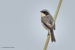Saxicola ferreus