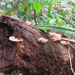 Microporus affinis