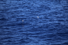 Puffinus assimilis kermadecensis