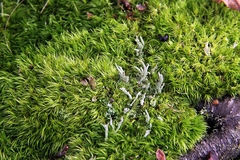 Cladonia cenotea