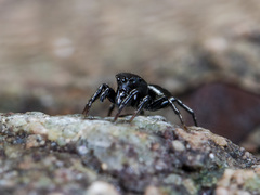 Heliophanus curvidens