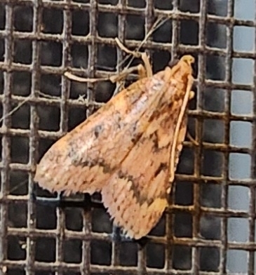 Pink-masked Pyralid Moth photo 3