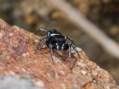 Heliophanus curvidens