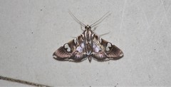 Chabula acamasalis