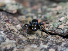 Heliophanus curvidens