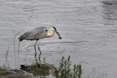 Ardea cinerea jouyi