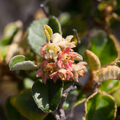 Pomaderris paniculosa