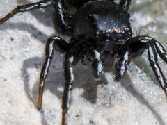 Heliophanus curvidens