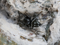 Heliophanus curvidens