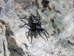 Heliophanus curvidens